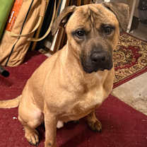 Thumbnail photo of Rex #4