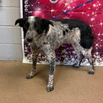 Thumbnail photo of Pansy #2