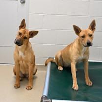 Thumbnail photo of KATANA #1