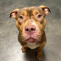 Thumbnail photo of Butkus #2