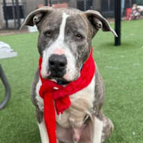 Thumbnail photo of Midas #1