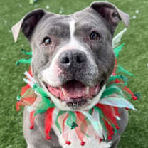 Thumbnail photo of Korra #1