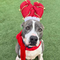 Thumbnail photo of Midas #2