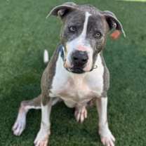 Thumbnail photo of Midas #3