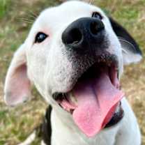 Thumbnail photo of Po Bear #3