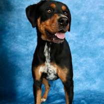 Thumbnail photo of Stitch(AVAILABLE 12-15) #2