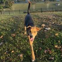 Thumbnail photo of Azriel #1