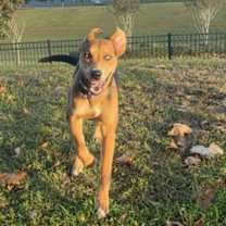 Thumbnail photo of Azriel #2