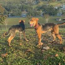 Thumbnail photo of Azriel #3