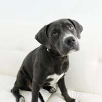 Thumbnail photo of Chloe #1