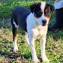 Thumbnail photo of 251743  Rudolph #3