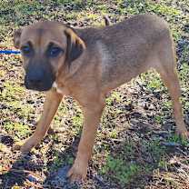 Thumbnail photo of 251743  Holly #1