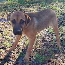 Thumbnail photo of 251743  Holly #2