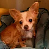 Thumbnail photo of Tweety #2