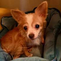 Thumbnail photo of Tweety #3