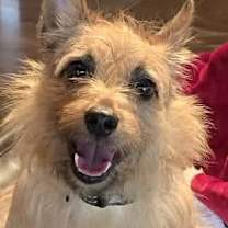 Thumbnail photo of Yogi #1