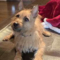 Thumbnail photo of Yogi #2