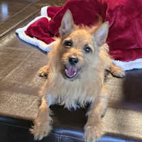 Thumbnail photo of Yogi #3