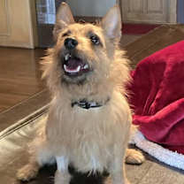 Thumbnail photo of Yogi #4