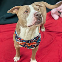 Thumbnail photo of Acorn #4