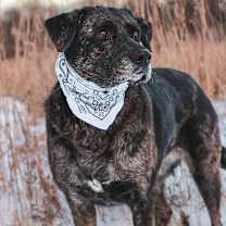 Thumbnail photo of Princess #1