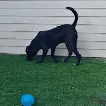 Thumbnail photo of Bailey #2