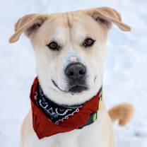 Thumbnail photo of Bear #1