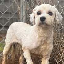 Thumbnail photo of Little Bear #1