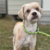 Thumbnail photo of Harley Quinn #1