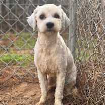 Thumbnail photo of Little Bear #2