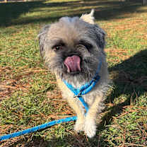 Thumbnail photo of Coco Puffs #2