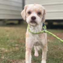 Thumbnail photo of Harley Quinn #3