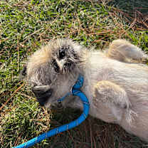 Thumbnail photo of Coco Puffs #3