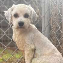 Thumbnail photo of Little Bear #4