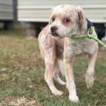 Thumbnail photo of Harley Quinn #4