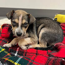 Thumbnail photo of Prancer #1