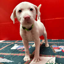 Thumbnail photo of The Grinch PR6 #1