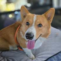 Thumbnail photo of Sarge  #3