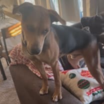 Thumbnail photo of Azriel #4