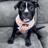 Thumbnail photo of Nori #1