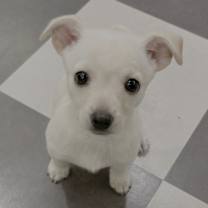 Thumbnail photo of Lulu #1