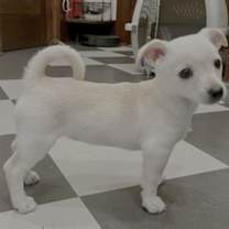 Thumbnail photo of Lulu #2