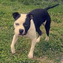 Thumbnail photo of Cicero #4