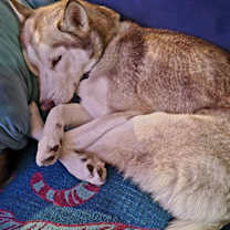 Thumbnail photo of Honey #1