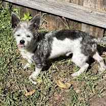 Thumbnail photo of Puck #4