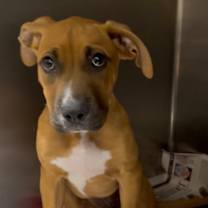 Thumbnail photo of Christabel #3