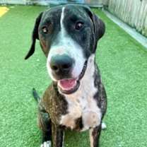 Thumbnail photo of Stick Boy #1