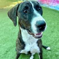 Thumbnail photo of Stick Boy #2