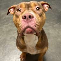 Thumbnail photo of Butkus #1