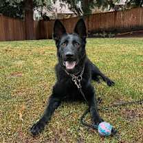 Thumbnail photo of Reese #3